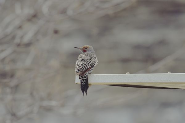 Flicker on a medal picnic table cover making a rac...