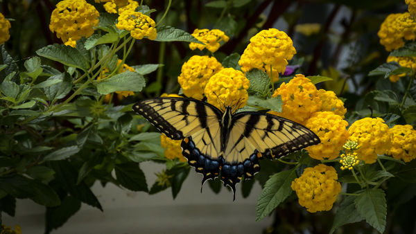 Tiger swallowtail nectaring at our yellow Lantena....