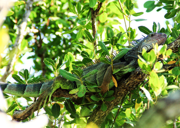 Green iguana blends right in with his surroundings...