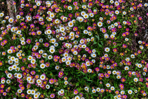 2509 - White and pink daisy-like flowers...