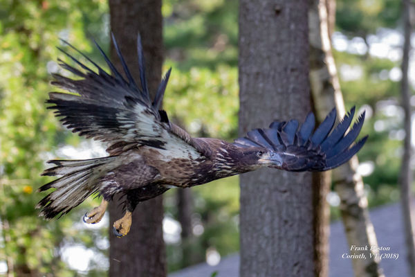 Adolescent Eagle, few weeks out of nest, EOS 6d; E...