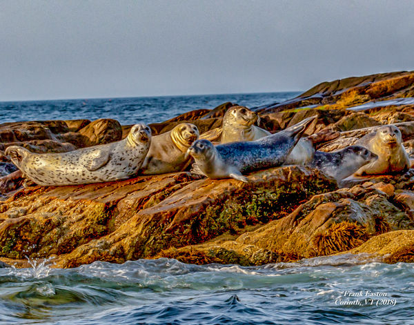 Seals, Boon Island, EOS 6d; EF 100-400mm f/4.5-5.6...