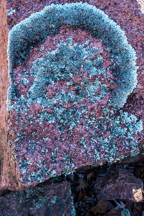 Lichen on Granite, I have never seen Lichen on thi...