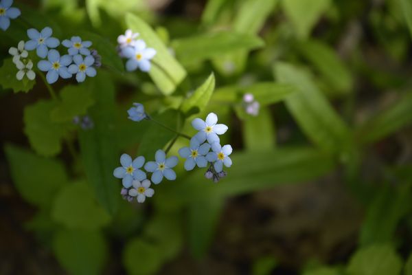 Forget-Me-Not's...