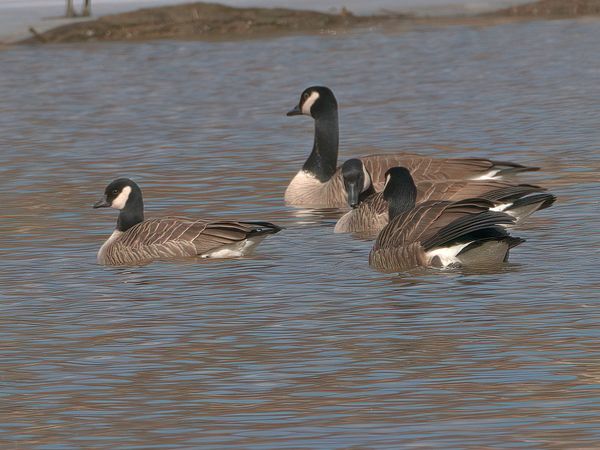 Cackling Goose compared to Canada Goose...