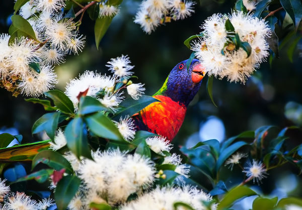 From our elevated back porch. Rainbow lorikeet in ...
