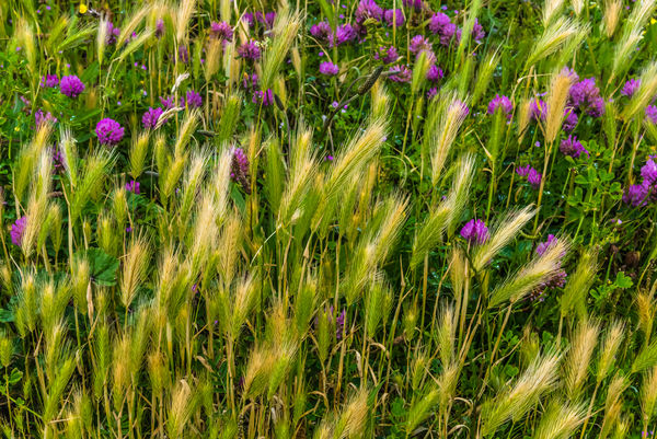 2737 - Grasses and clover flower heads...