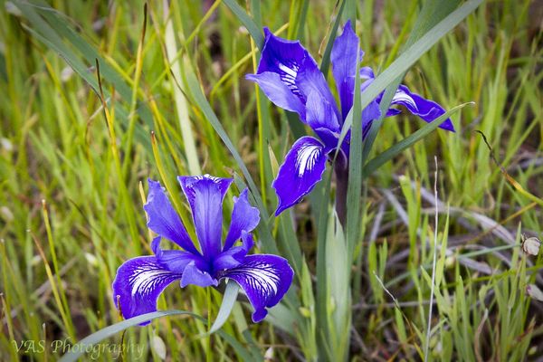 3 Wild Iris...