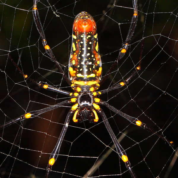 Giant Wood Orb Weaver ventral view...