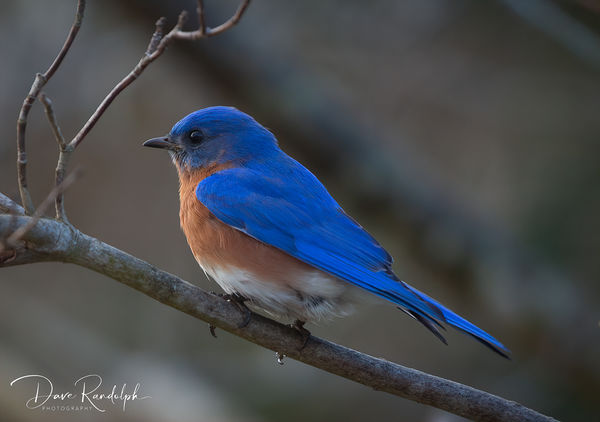 Male Eastern Bluebird...