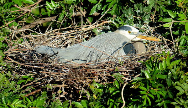 On the nest...