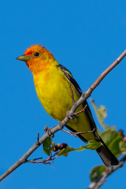 Western Tanager (m)...