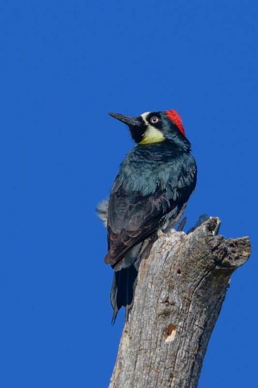 acorn woodpecker (male, I think)...