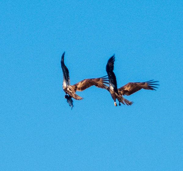 eagles fighting over food...