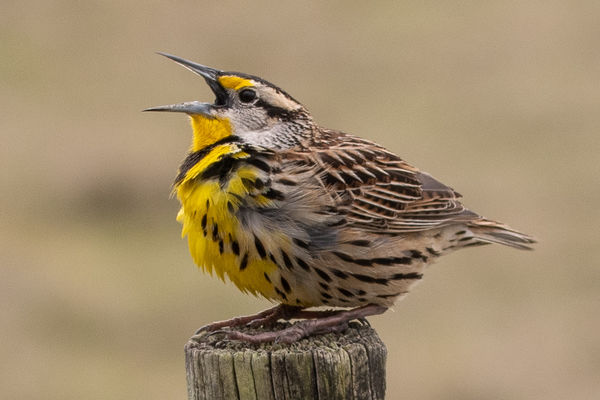 Meadowlark calling for a date....