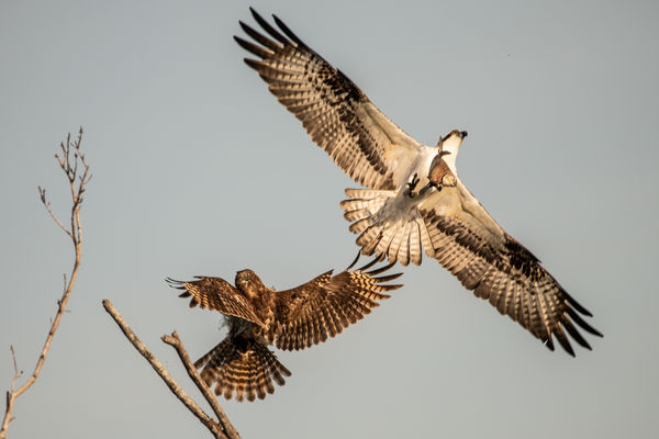 Osprey interrupting lunch to remove Red Shouldered...