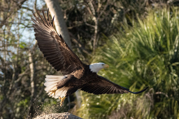 Bald Eagle taking off...