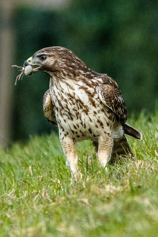 red tailed hawk with what in his mouth...