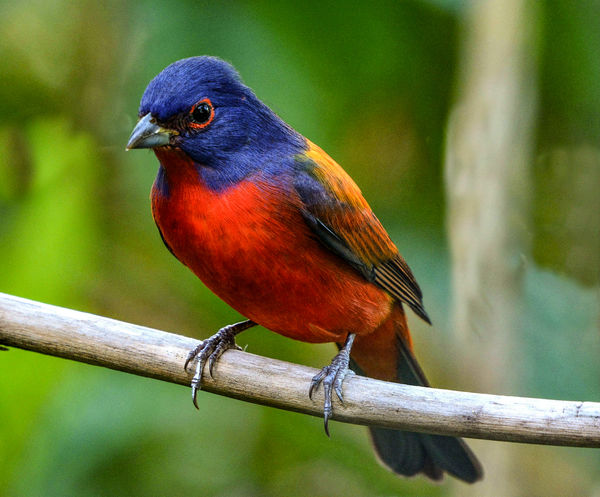painted bunting...