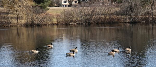 Canadian Geese...