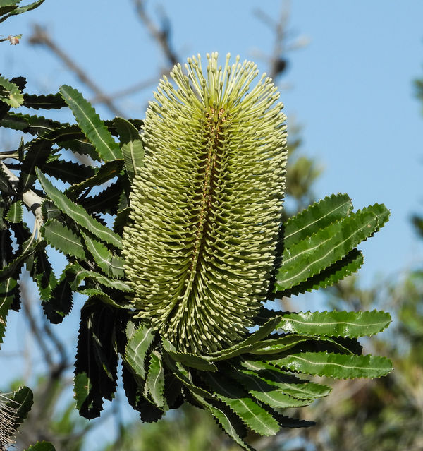 Some Banksia cones A few banksia cones in different stages of