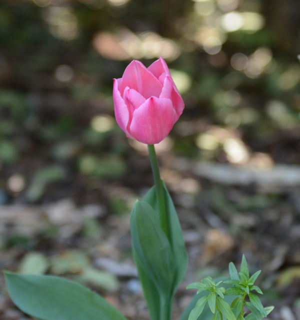 The lonely Tulip.....