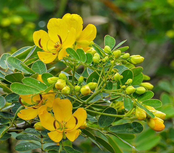 Wild Cassia flowers These were growing wild along the side of a