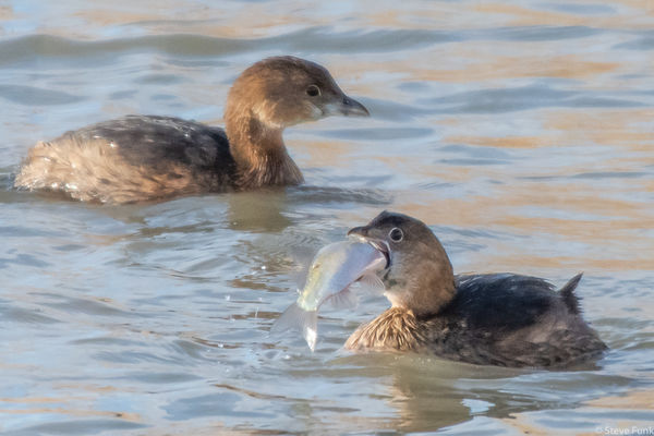 Pied-billed Grebe grabs a fish from the stream...