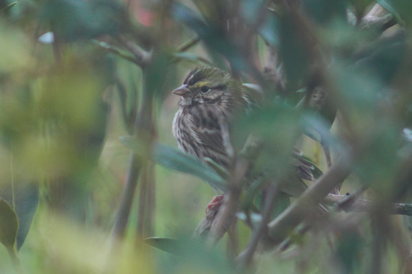 Savannah Sparrow in the bushes of the Refuge...