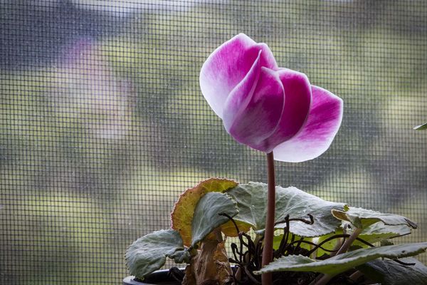 Cyclamen against the window  and screen...