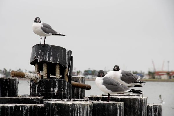 Laughing Gulls at the ferry.  Poop, Poop, Pee, Do...