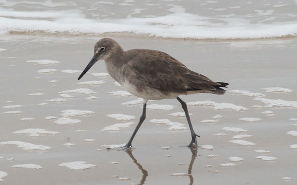 Willet on Padre Island...