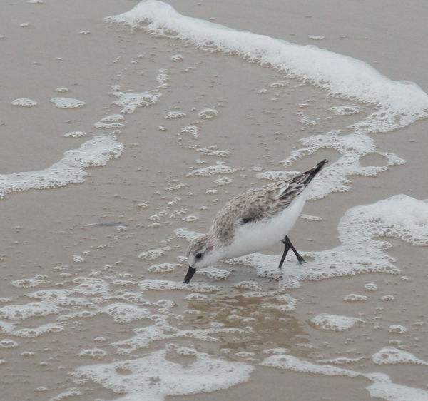 Sanderling - winter plumage - Padre Island...
