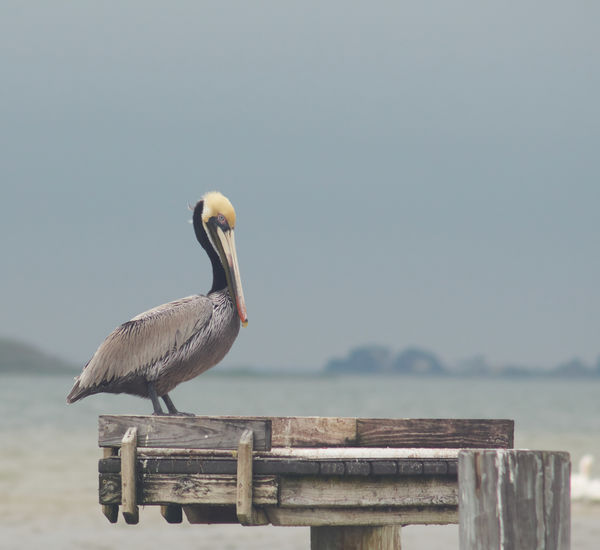 Brown Pelican - Padre Island...