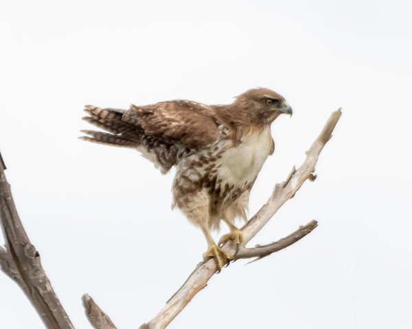 Red-Tailed Hawk Settling on its roost....