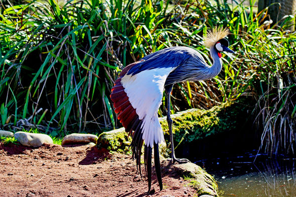 A Grey Crowned Crane showing off it's feathers....