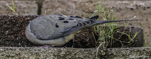 Rare Headless Mourning Dove first seen near an ato...