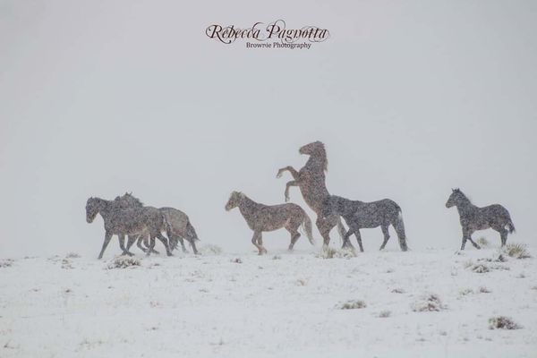 Wild horse playing during a blizzard...