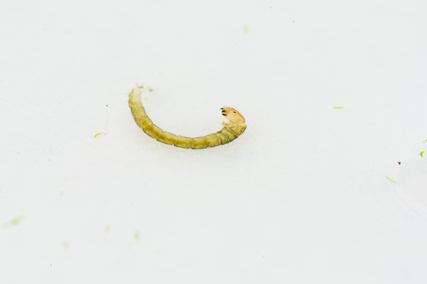 midge larva...