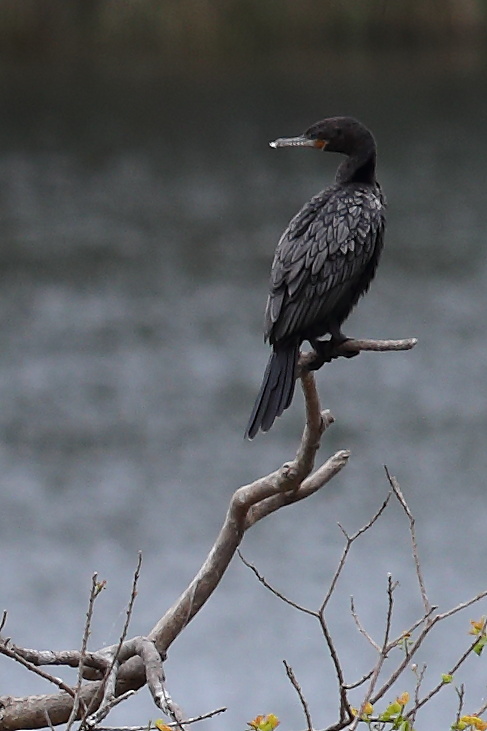 High Island Rookery: A few pics from a week ago from the Rookery at ...