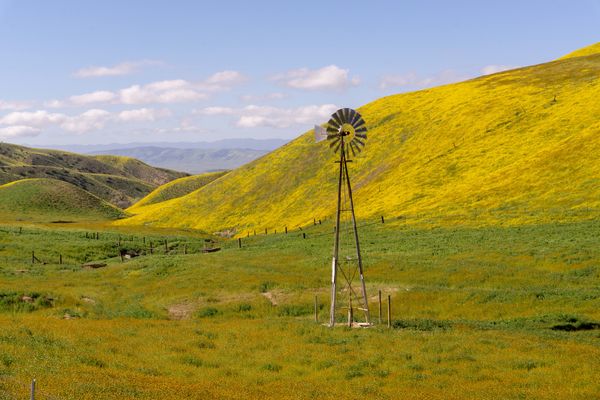 3 Yellow California Goldfields and orange Filldene...