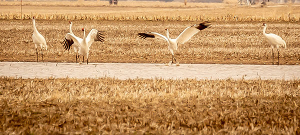 Found the whooping cranes near a farm pond about 2...
