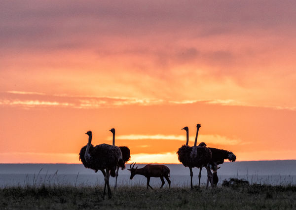 Ostrich at sunset...