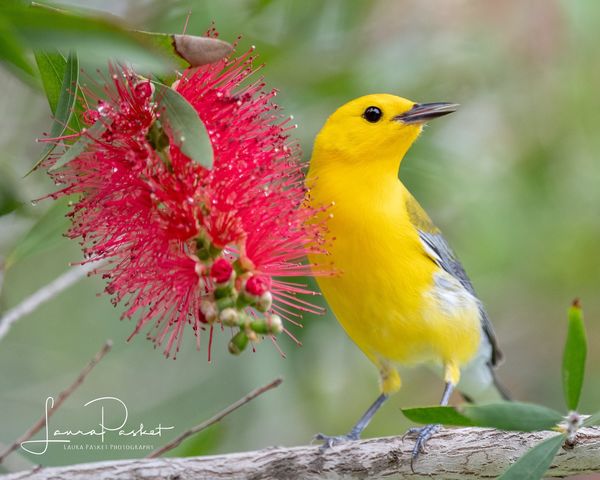 Prothonotary Warbler...