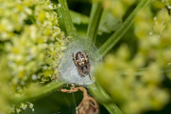 An adult at bottom of web cone, odd for the time o...