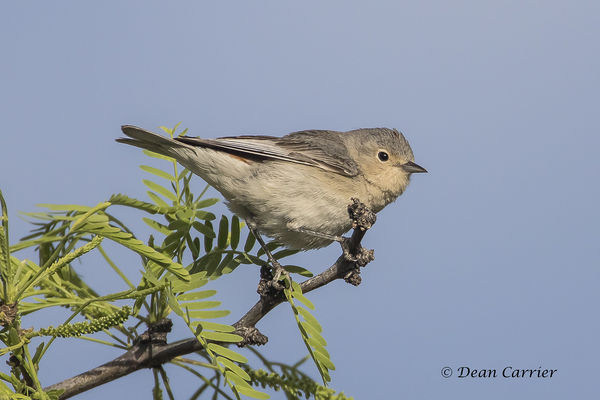 Lucy's warbler...