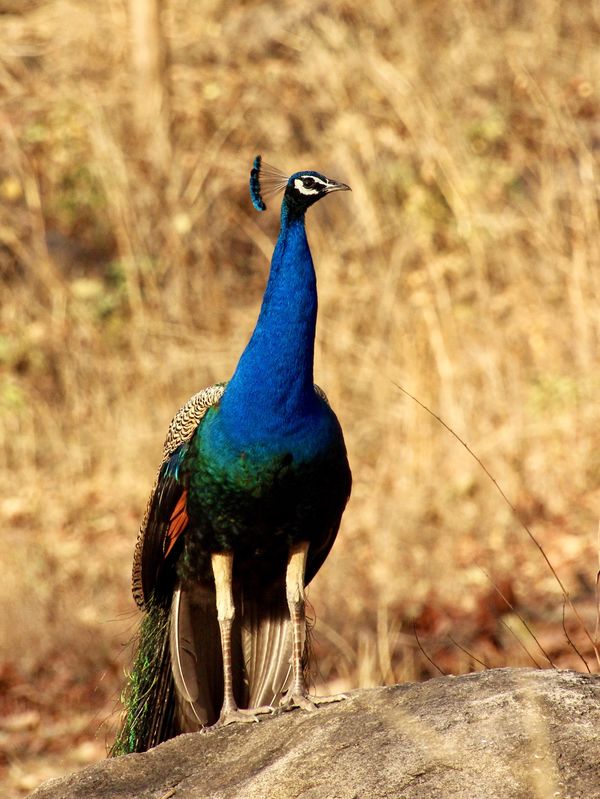Peacock...National bird of India...