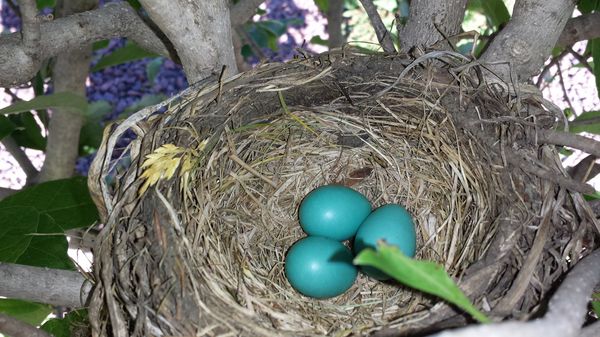 Robin's eggs...