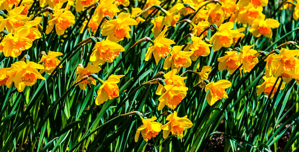 5 - Daffodils in the Sunken Quarry Garden...