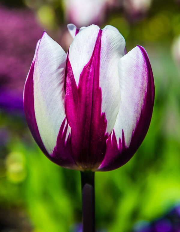 7 - A single two-colored tulip...